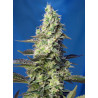 Green Poison XL Auto® Sweet Seeds - Autofloreciente de sabor dulce y producción XL