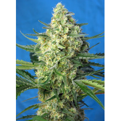 Jack 47 XL Auto® Sweet Seeds - Autofloreciente potente de sabor cítrico e inciensado