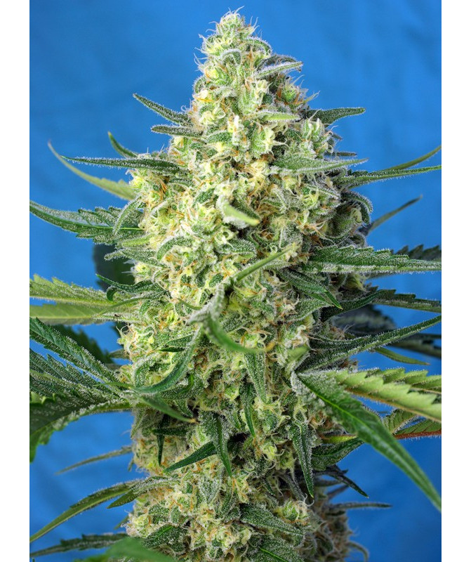 Jack 47 XL Auto® Sweet Seeds - Autofloreciente potente de sabor cítrico e inciensado