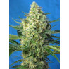Jack 47 XL Auto® Sweet Seeds - Autofloreciente potente de sabor cítrico e inciensado