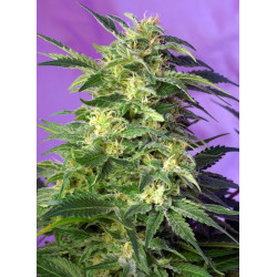 Killer Kush Auto® Sweet Seeds - Autofloreciente OG Kush de sabor tropical y efecto creativo