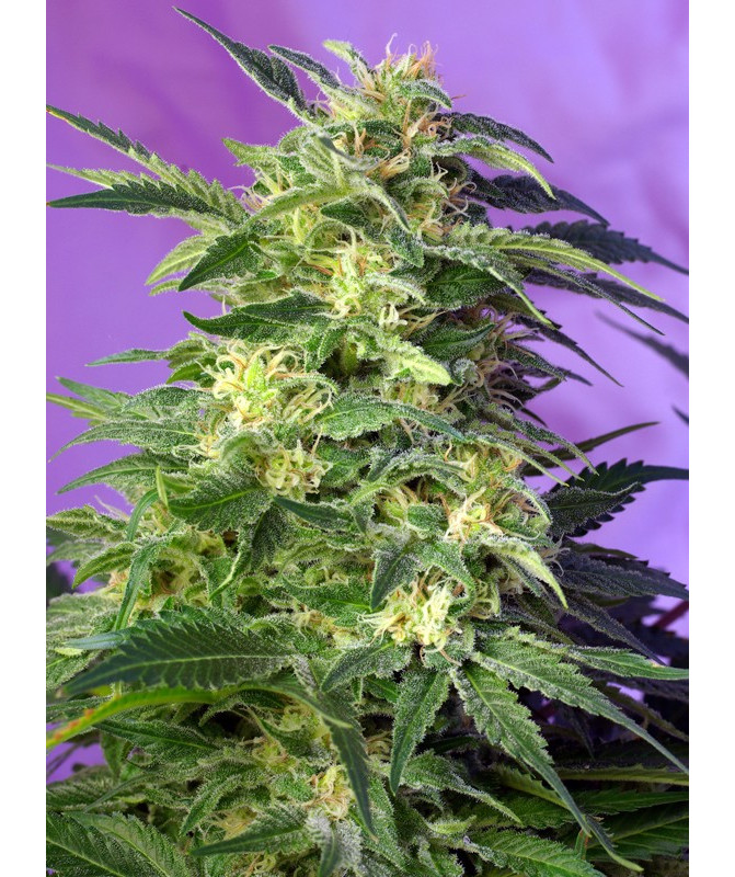 Killer Kush Auto® Sweet Seeds - Autofloreciente OG Kush de sabor tropical y efecto creativo
