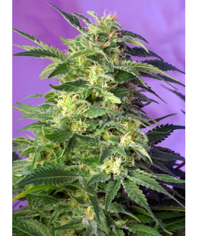 Killer Kush Auto® Sweet Seeds - Autofloreciente OG Kush de sabor tropical y efecto creativo