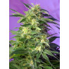Killer Kush Auto® Sweet Seeds - Autofloreciente OG Kush de sabor tropical y efecto creativo