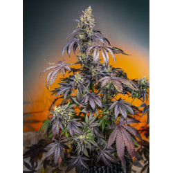 Red Gorilla Girl XL Auto® Sweet Seeds - Autofloreciente de flor roja con sabor cítrico y efecto estimulante