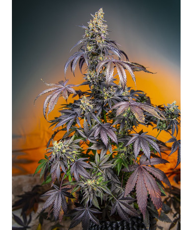 Red Gorilla Girl XL Auto® Sweet Seeds - Autofloreciente de flor roja con sabor cítrico y efecto estimulante