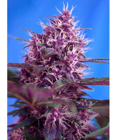 Red Poison Auto® Sweet Seeds - Autofloreciente de flor morada con sabor afrutado y efecto relajante