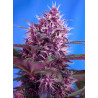 Red Poison Auto® Sweet Seeds - Autofloreciente de flor morada con sabor afrutado y efecto relajante