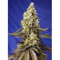 Runtz XL Auto® Sweet Seeds - Autofloreciente de 6ª generación con sabor dulce y efecto creativo