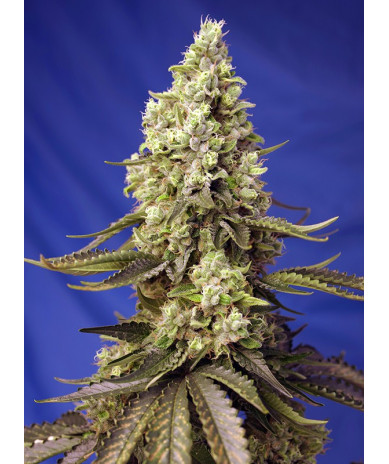 Runtz XL Auto® Sweet Seeds - Autofloreciente de 6ª generación con sabor dulce y efecto creativo