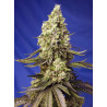 Runtz XL Auto® Sweet Seeds - Autofloreciente de 6ª generación con sabor dulce y efecto creativo