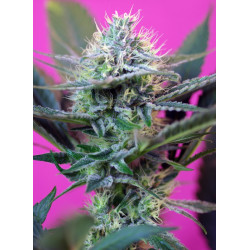 +Speed Auto® Sweet Seeds - Autofloreciente rápida con sabor dulce y efecto creativo