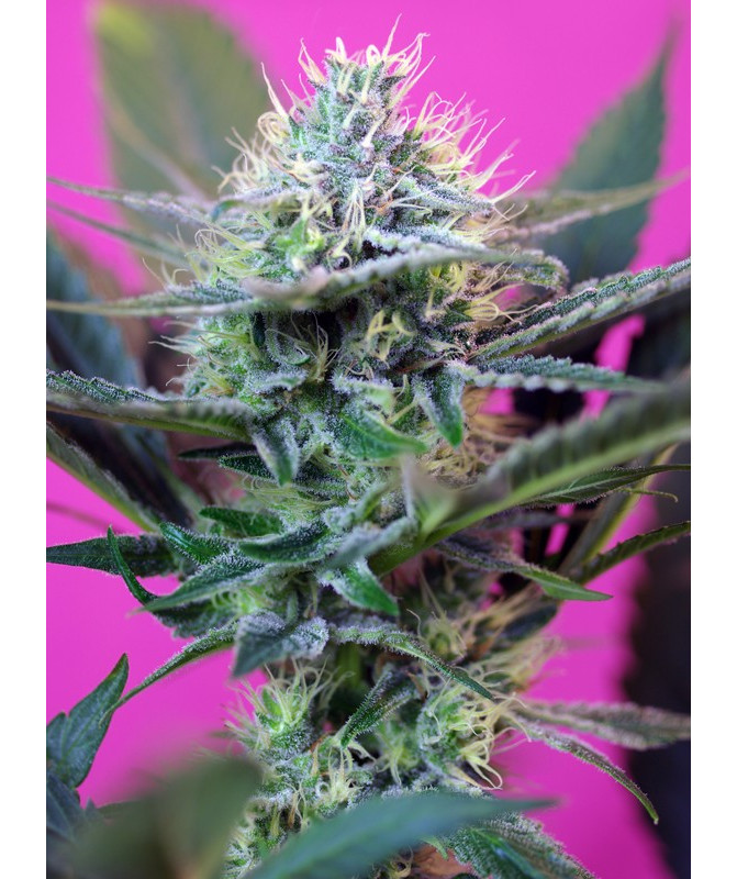 +Speed Auto® Sweet Seeds - Autofloreciente rápida con sabor dulce y efecto creativo