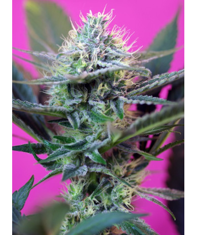 +Speed Auto® Sweet Seeds - Autofloreciente rápida con sabor dulce y efecto creativo