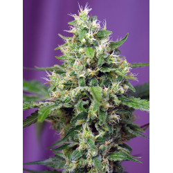 Sweet Amnesia Haze XL Auto® - Autofloreciente sativa con aroma cítrico y efecto estimulante