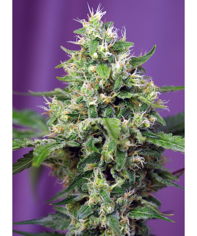 Sweet Amnesia Haze XL Auto® - Autofloreciente sativa con aroma cítrico y efecto estimulante
