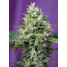 Sweet Amnesia Haze XL Auto® - Autofloreciente sativa con aroma cítrico y efecto estimulante