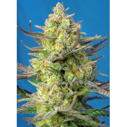 Sweet Cheese XL Auto® - Autofloreciente de talla alta con sabor Skunk dulce y queso picante