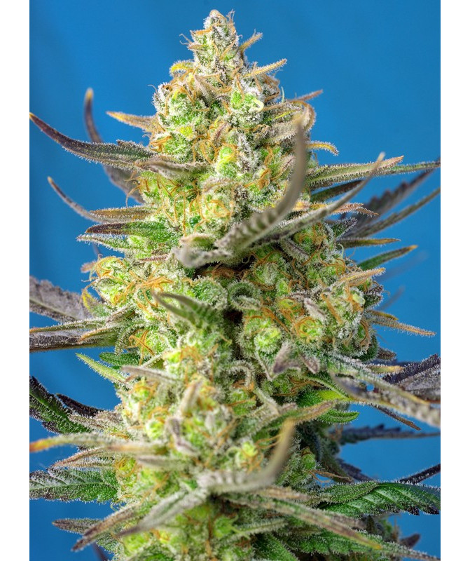 Sweet Cheese XL Auto® - Autofloreciente de talla alta con sabor Skunk dulce y queso picante