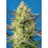 Sweet Cheese XL Auto® - Autofloreciente de talla alta con sabor Skunk dulce y queso picante