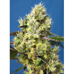 Sweet Gelato Auto® - Autofloreciente USA Strain con sabor dulce y efecto psicoactivo