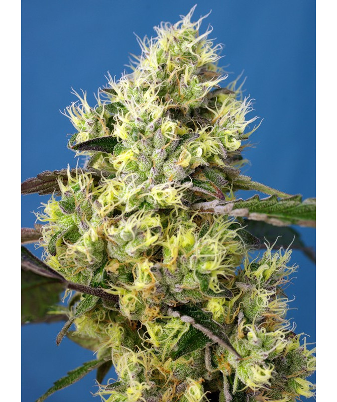Sweet Gelato Auto® - Autofloreciente USA Strain con sabor dulce y efecto psicoactivo