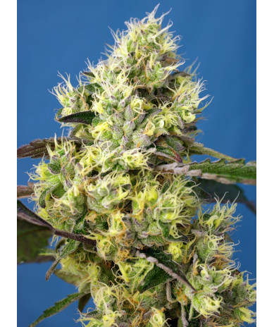 Sweet Gelato Auto® - Autofloreciente USA Strain con sabor dulce y efecto psicoactivo