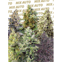Sweet Mix Auto® Sweet Seeds - Pack 10 semillas autoflorecientes feminizadas variadas