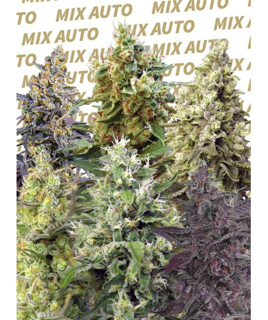 Sweet Mix Auto® Sweet Seeds - Pack 10 semillas autoflorecientes feminizadas variadas