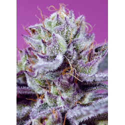 Diablo’s Delight XL Auto® Sweet Seeds - Autofloreciente tropical XL con aroma a sandía y efecto relajante