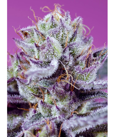 Diablo’s Delight XL Auto® Sweet Seeds - Autofloreciente tropical XL con aroma a sandía y efecto relajante
