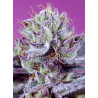 Diablo’s Delight XL Auto® Sweet Seeds - Autofloreciente tropical XL con aroma a sandía y efecto relajante
