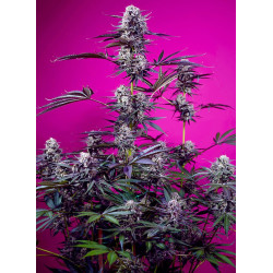 Studio 54 Stardust Auto® Sweet Seeds - Autofloreciente afrutada con tonos morados y efecto equilibrado