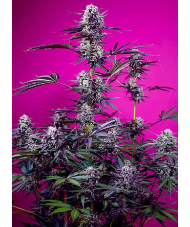 Studio 54 Stardust Auto® Sweet Seeds - Autofloreciente afrutada con tonos morados y efecto equilibrado