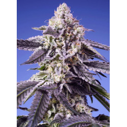 Permanent Jealousy XL Auto® Sweet Seeds - Autofloreciente XL con sabor cítrico y efecto creativo