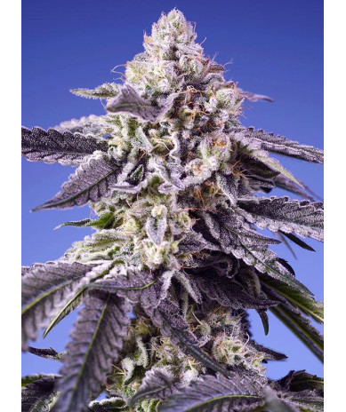 Permanent Jealousy XL Auto® Sweet Seeds - Autofloreciente XL con sabor cítrico y efecto creativo