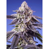 Permanent Jealousy XL Auto® Sweet Seeds - Autofloreciente XL con sabor cítrico y efecto creativo