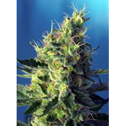 Sweet Pure CBD® semillas CBD fotodependientes Sweet Seeds