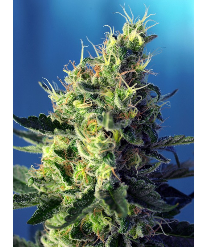 Sweet Pure CBD® semillas CBD fotodependientes Sweet Seeds
