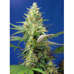 Sweet Pure Auto CBD® semillas autoflorecientes CBD Sweet Seeds
