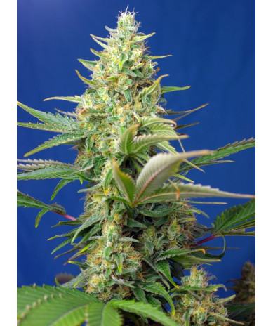 Sweet Pure Auto CBD® semillas autoflorecientes CBD Sweet Seeds