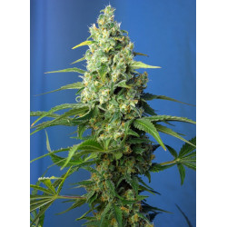 Honey Peach Auto CBD® semillas autoflorecientes CBD Sweet Seeds
