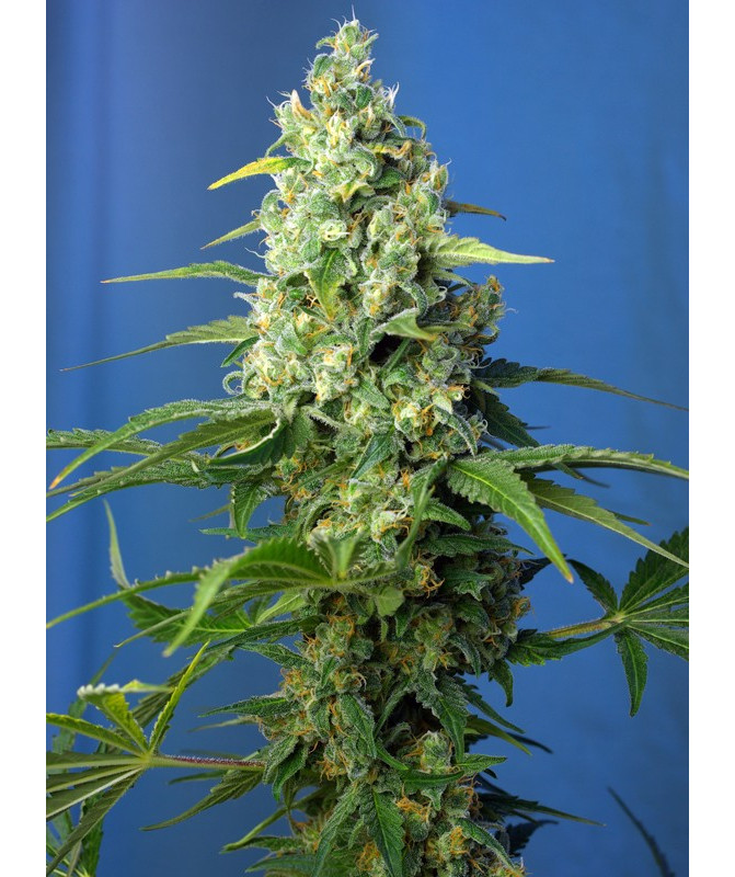 Honey Peach Auto CBD® semillas autoflorecientes CBD Sweet Seeds