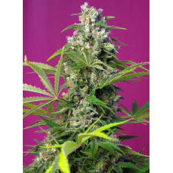 Gorilla Girl® semillas fotodependientes USA Strain Sweet Seeds