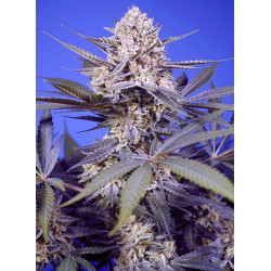 Pineapple Slush XL Auto® semillas autoflorecientes USA Sweet Seeds
