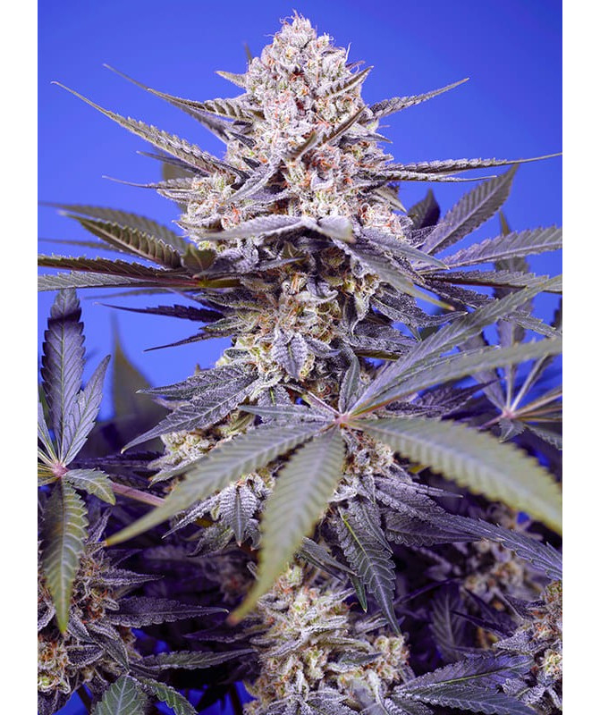 Pineapple Slush XL Auto® semillas autoflorecientes USA Sweet Seeds