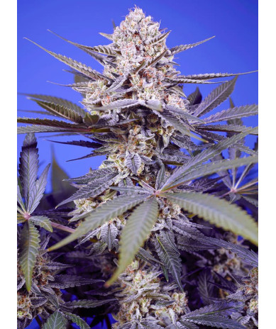Pineapple Slush XL Auto® semillas autoflorecientes USA Sweet Seeds