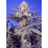 Pineapple Slush XL Auto® semillas autoflorecientes USA Sweet Seeds