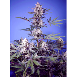 Mental Rainbow F1 Fast Version® semillas fotodependientes USA Sweet Seeds