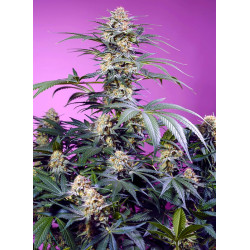 Monster Maker® semillas fotodependientes USA Sweet Seeds